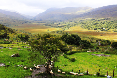 Green Ireland