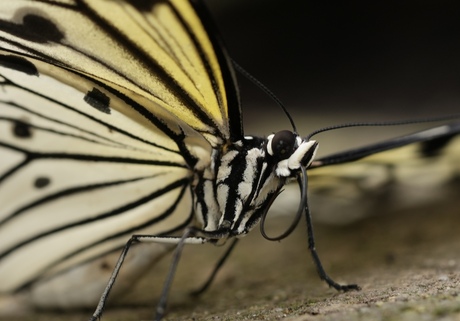 Vlinders uitvergroot