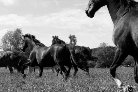 Happy horses