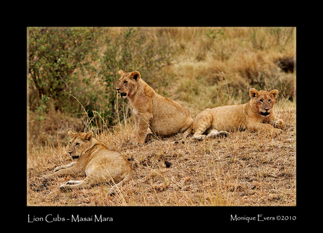 Lion cubs in Masai Mara