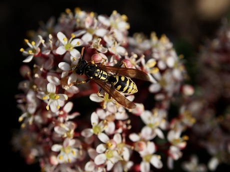 De Franse Veldwesp verstopt in de bloemen