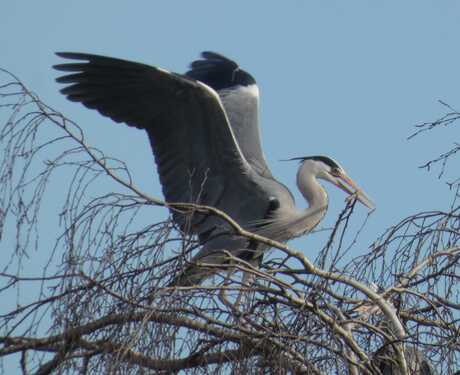 nest bouwen