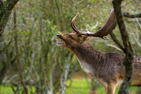 Een burlend hert in de herfstachtige Amsterdamse waterleidingduinen