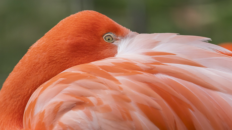 Flamingo