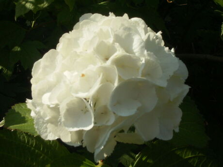 Witte hortensia