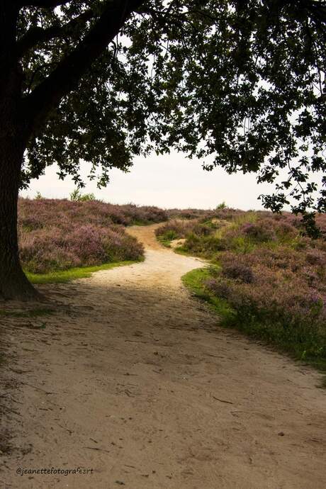 Vroege ochtend op de Posbank 