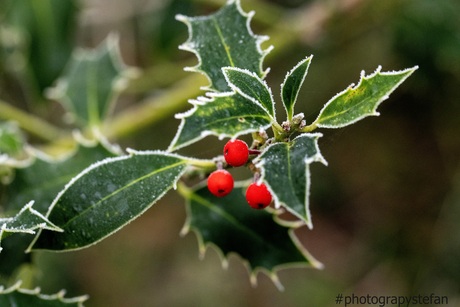 Bijna kerst