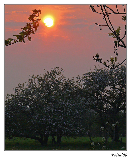 Bloesem in de ochtend