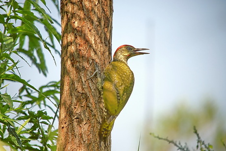 groene specht