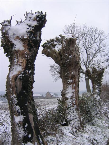 Besneeuwde bomen