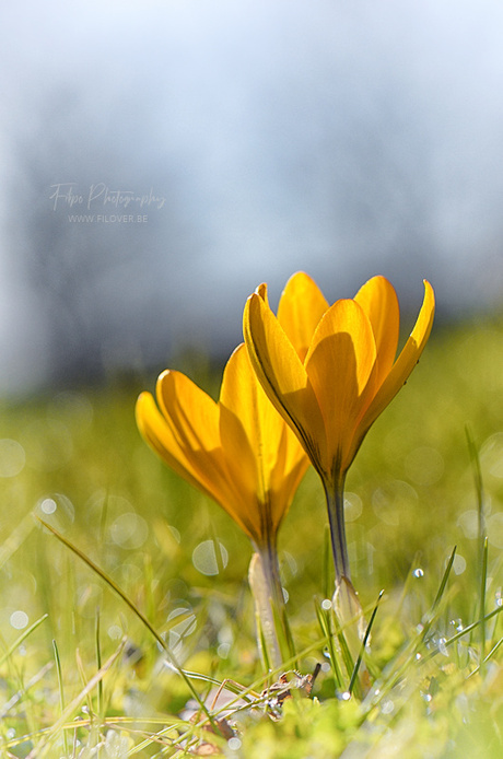 Lente in het geel...