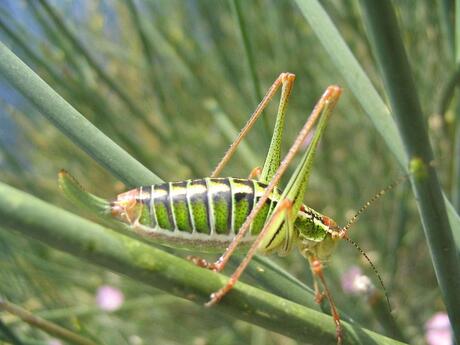 Sprinkhaan Groen