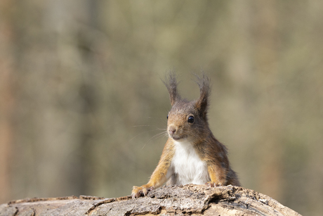 Eekhoorn op de uitkijk, Clingse Bos