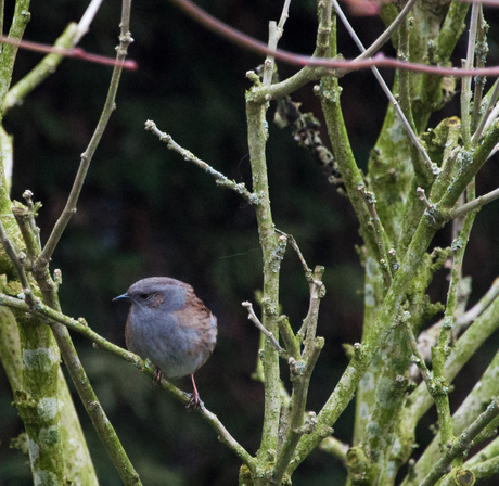 Een piepkleine vogel