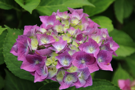 Hortensia "Hydrangea macrophylla- Pink"
