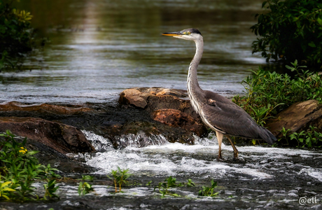 De reiger, prachtig!