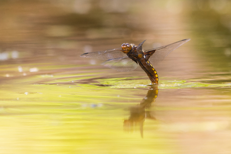 Libelle 