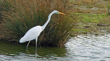 De grote Zilverreiger