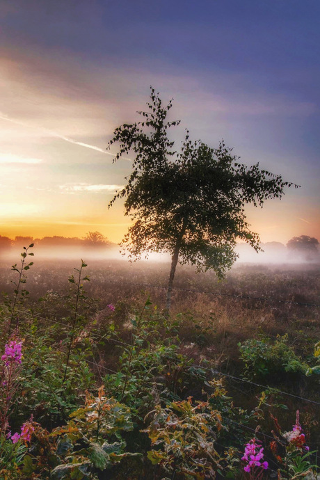 Nevelige zonsopkomst 