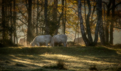 Grazende koeien op een koude ochtend