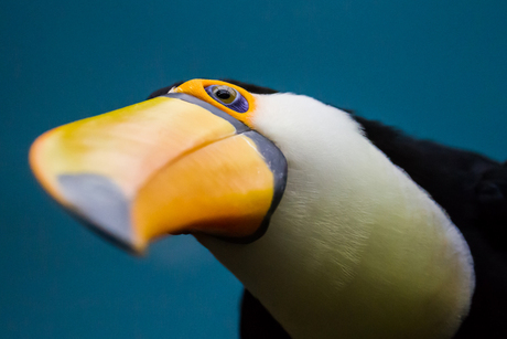 Toucan, Blijdorp 2013