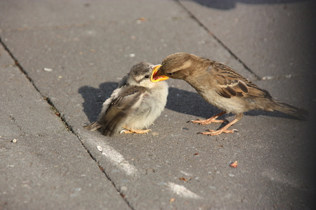 Lekker mama!