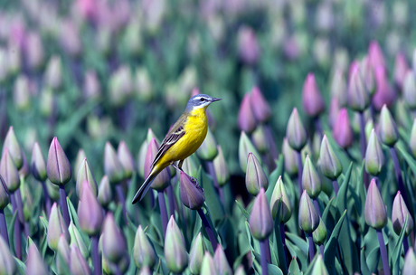 Tussen de Tulpenvelden