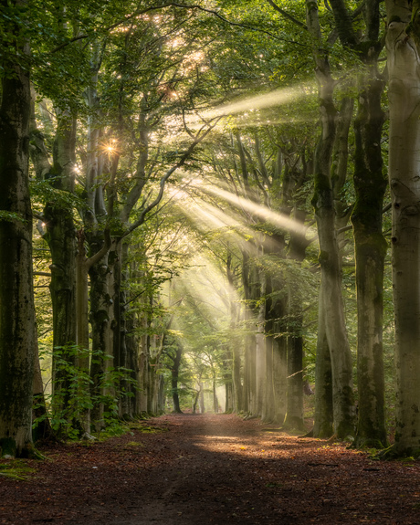 Sunrays