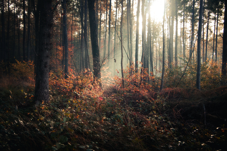 De vroege zon door de bomen