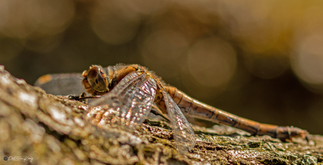 Libelle in de zon