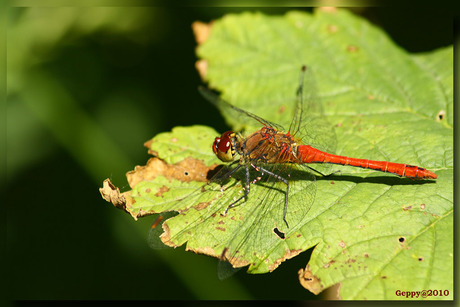 Bloedrode Heidelibel