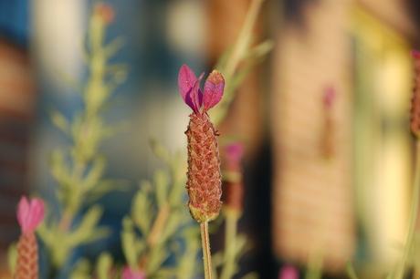 Lavandula in bloei