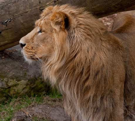 De koning van de jungle