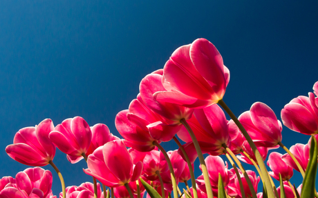 Roze tulpen