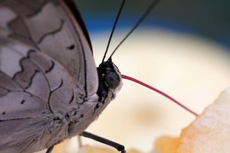 close up vlindertong