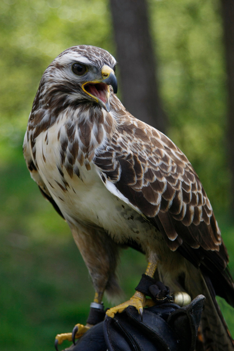 Buizerd ''Blitz''