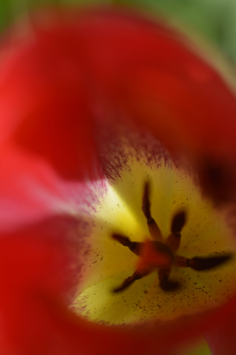 Asserbos, Assen, Nederland