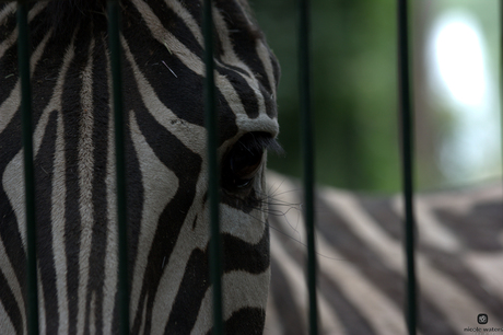 zebra met emoties