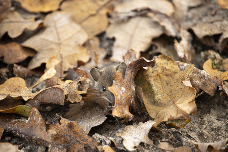 De muis en de herfst