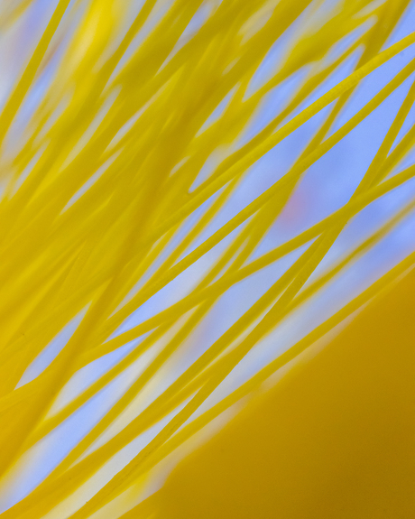 Hypericum