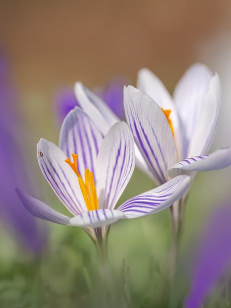 Bezoek in de krokus.