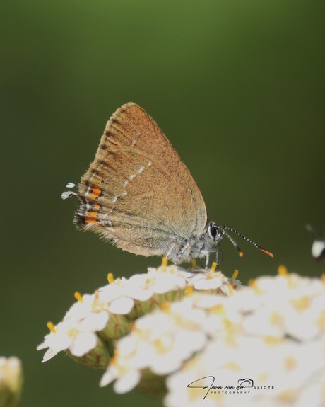 Bruine eikenpage / Satyrium ilicis / Ilex hairstreak
