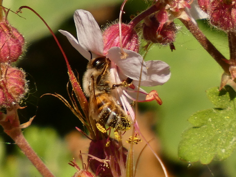 rondje door de tuin dichtbij de grond