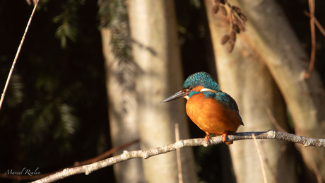 IJsvogel in het zonnetje