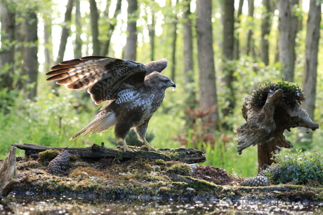 Common Buzzard