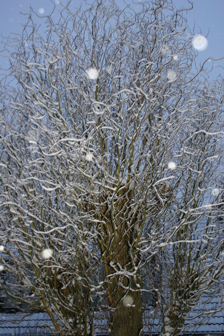 Winterweer