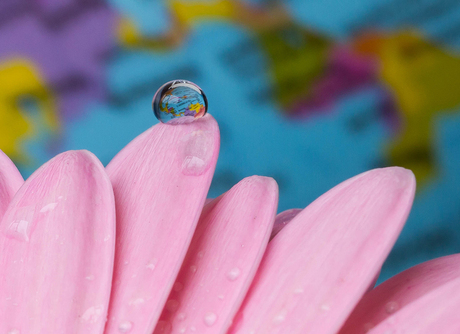 The world on a petal