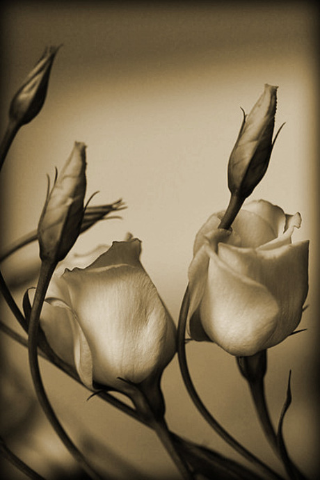 Bloem in sepia