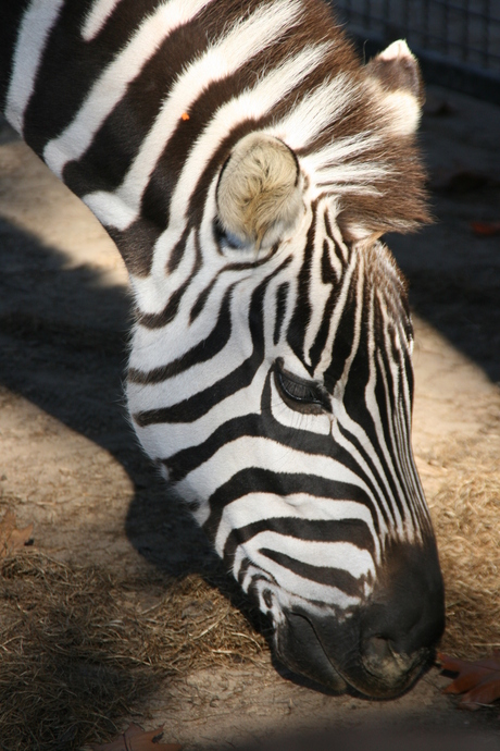 Zebra