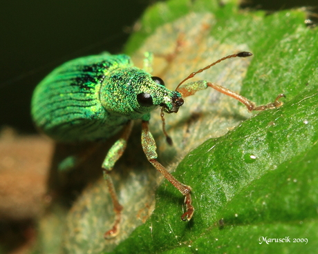 groene snuitkever